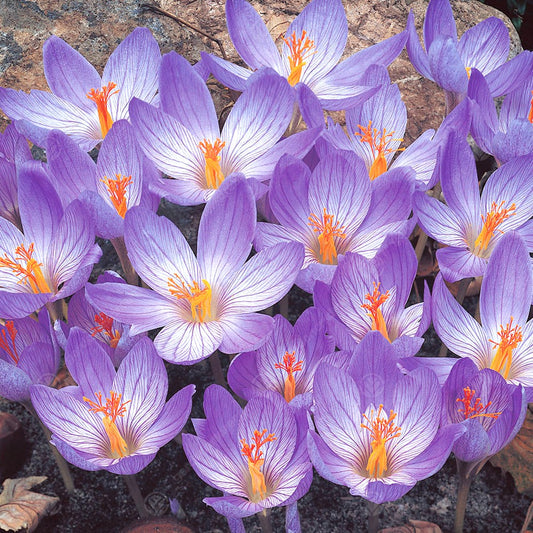 Crocus speciosus