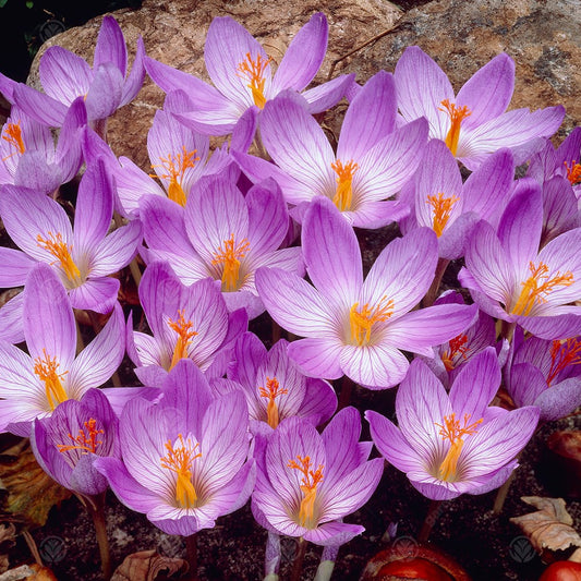 Crocus speciosus 'Conqueror'