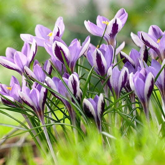 Crocus minimus 'Spring Beauty'