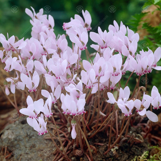 Cyclamen cilicium