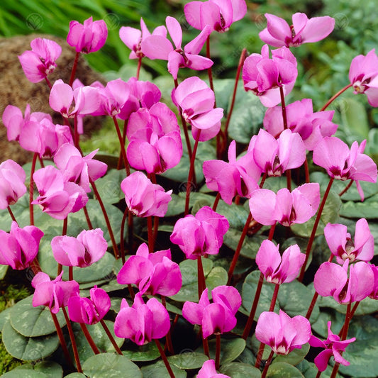 Cyclamen coum