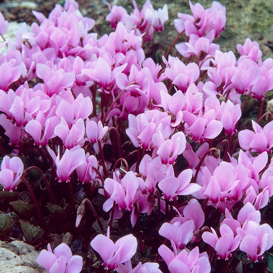 Cyclamen hederifolium