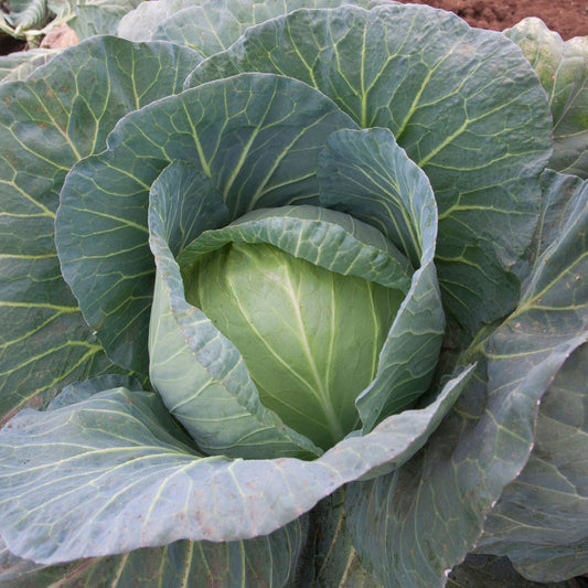 Round Cabbage Carry Pack