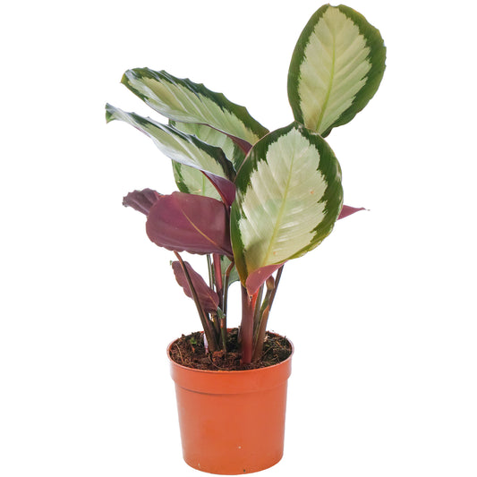 Calathea 'Argentea'