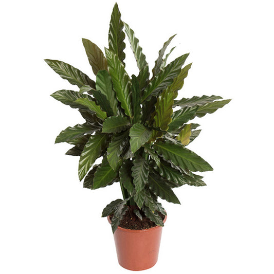 Calathea 'Blue Grass'