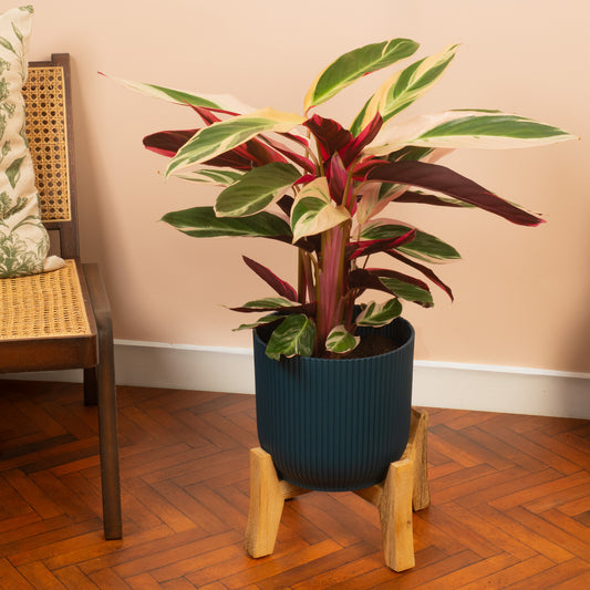 Calathea 'Triostar'