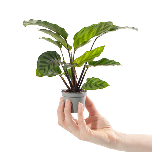 Baby Calathea 'Freddie'