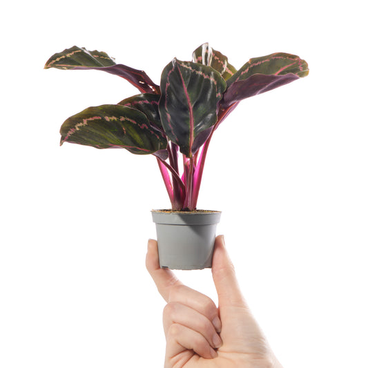 Baby Calathea 'Illustrious'