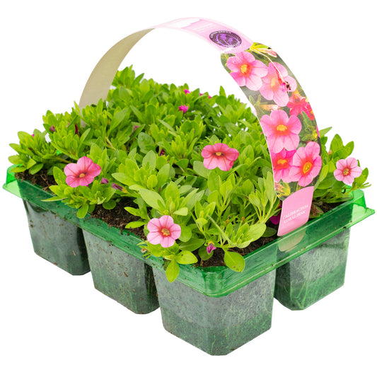 Calibrachoa Coral Basket Plants