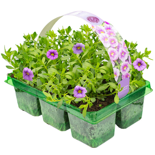 Calibrachoa Light Blue Basket Plants