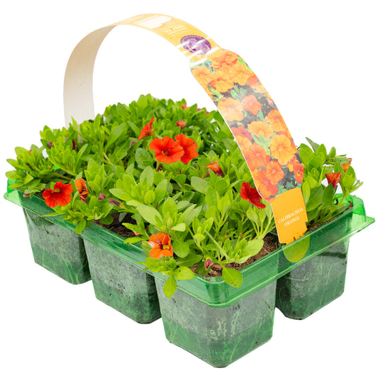 Calibrachoa Deep Orange Basket Plants