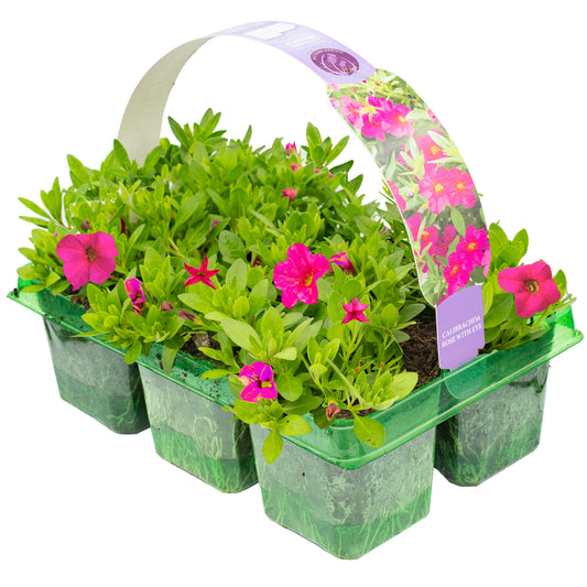 Calibrachoa Rose with Eye Basket Plants