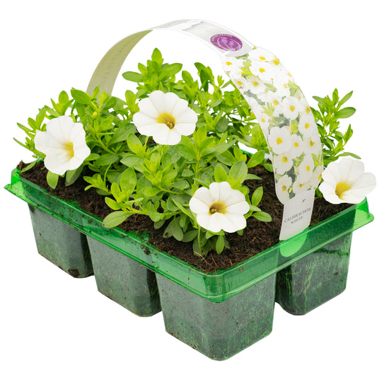 Calibrachoa White Basket Plants