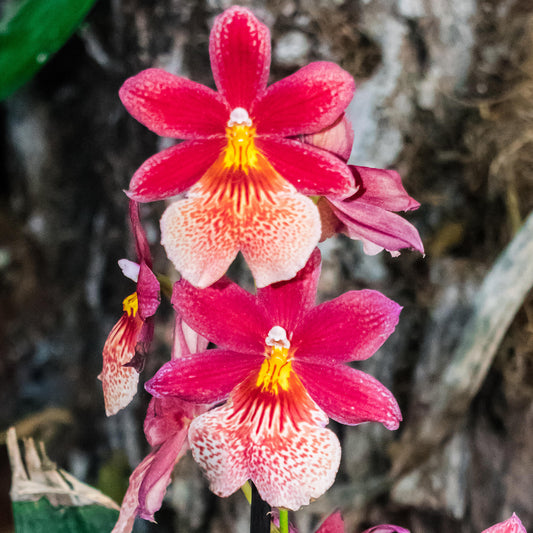 Orchid 'Cambria Nelly Isler'