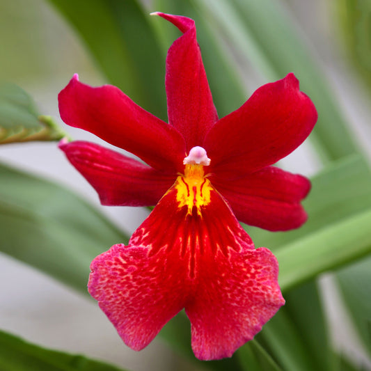 Orchid 'Cambria Red Velvet'