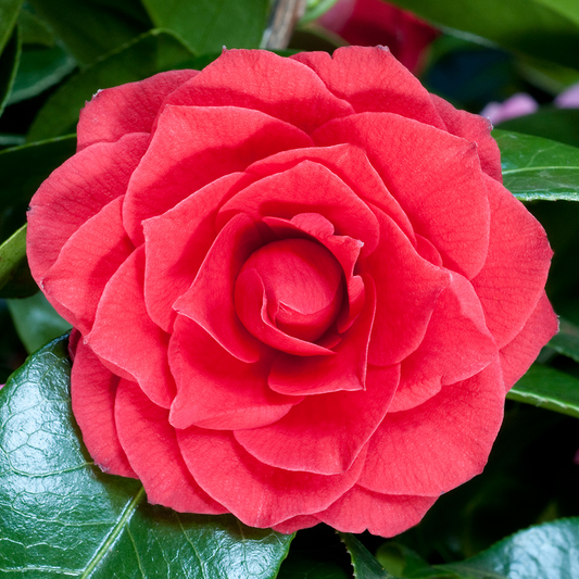 Camellia 'Black Tie'