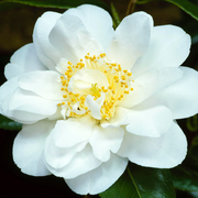 Camellia 'Silver Anniversary'