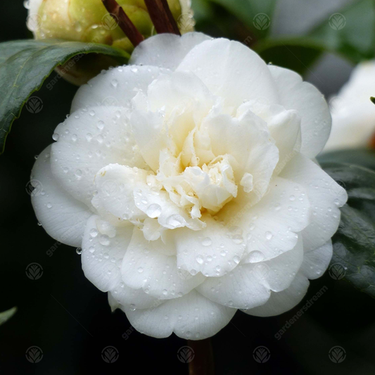 Camellia 'Nobilissima'