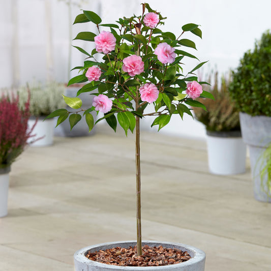 Camellia 'Spring Festival' Patio Tree