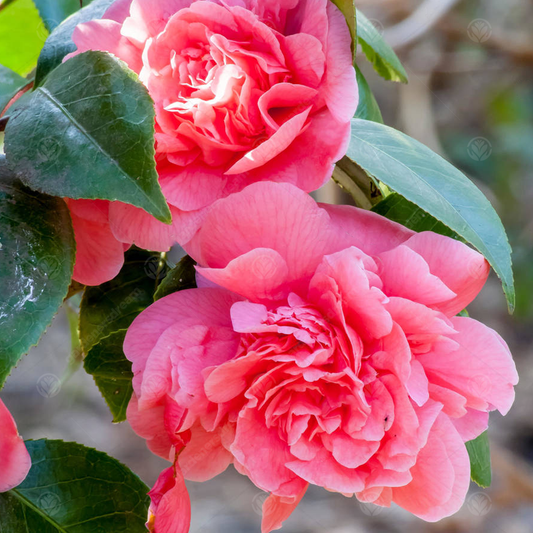 Camellia 'Triumphans'