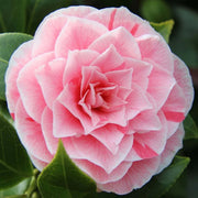 Camellia 'Bonomiana'