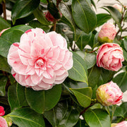 Camellia 'Bonomiana'