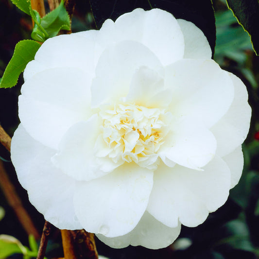 Camellia 'Miss Lyla'