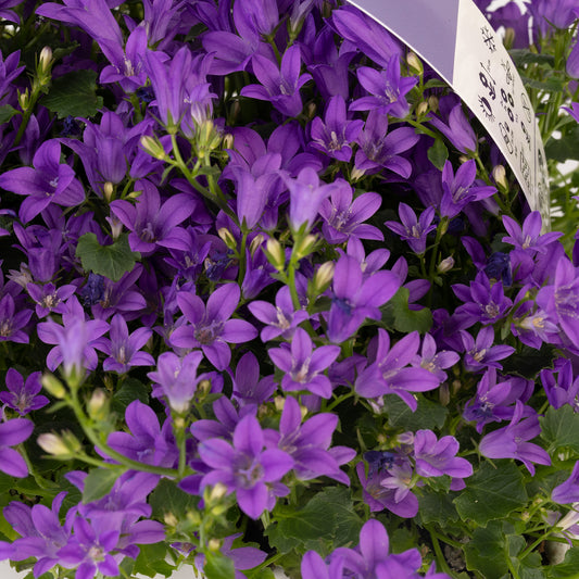 Campanula 'Get Mee'