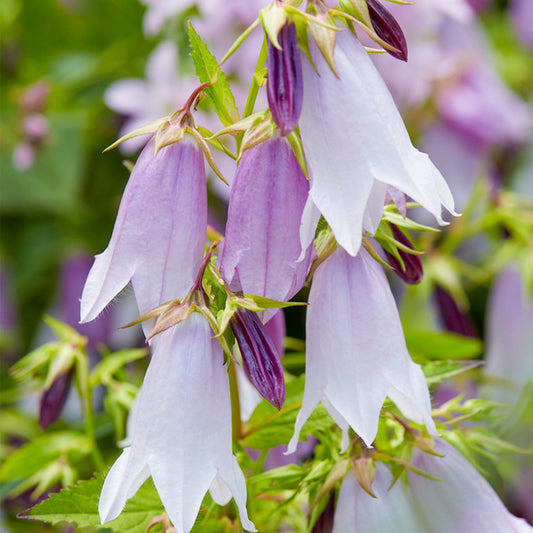 Campanula 'Iridescent Bells'