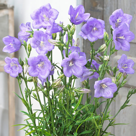 Campanula 'Takion Blue'