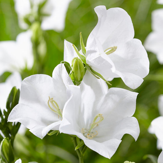 Campanula 'Takion White'