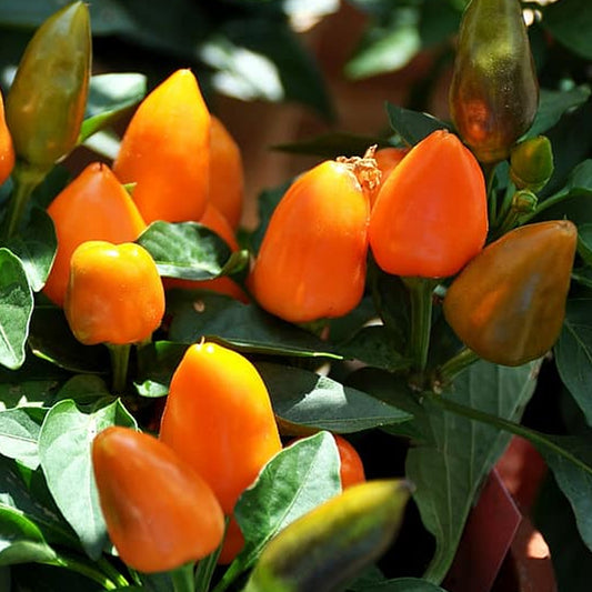 Orange Capsicum annuum