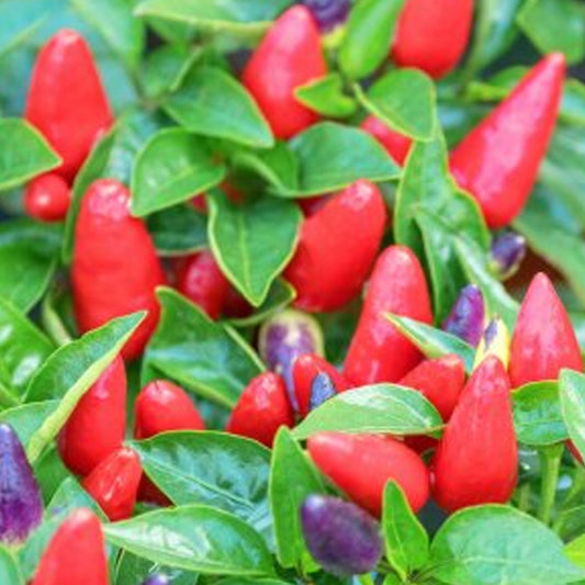 Red Capsicum annuum