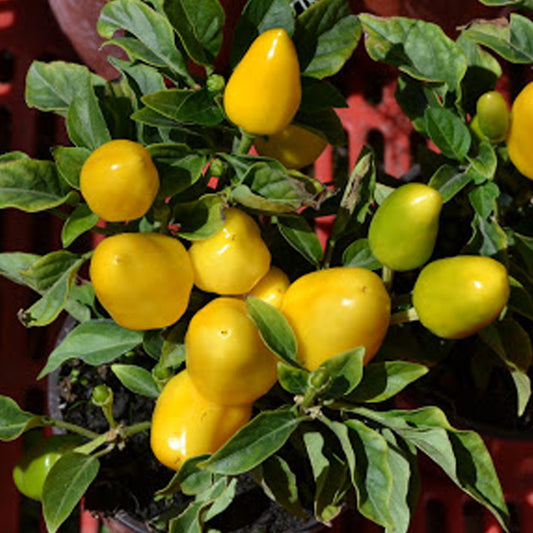 Yellow Capsicum annuum