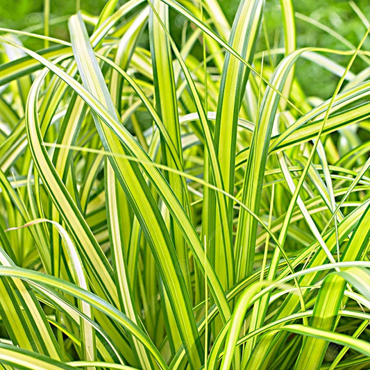 Carex 'Eversheen'