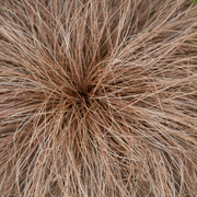 Carex 'Bronze form'