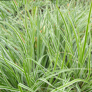 Carex 'Everest'