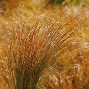 Carex 'Prairie Fire'