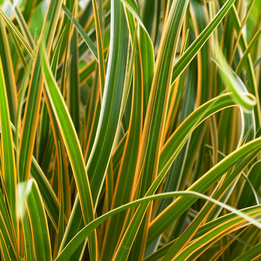 Carex 'Everglow'