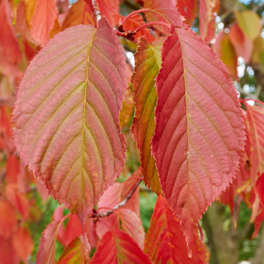 Carpinus 'Rockhampton Red'