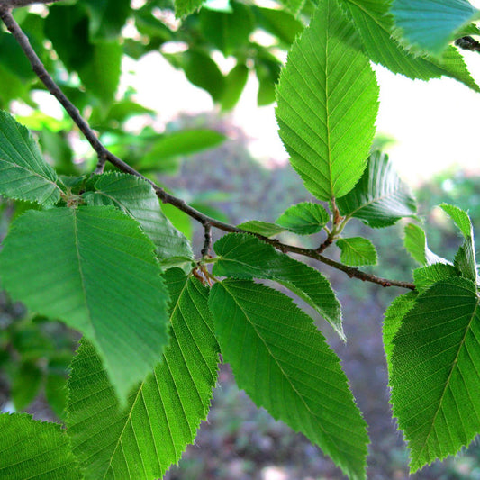 Carpinus 'Fastigiata'