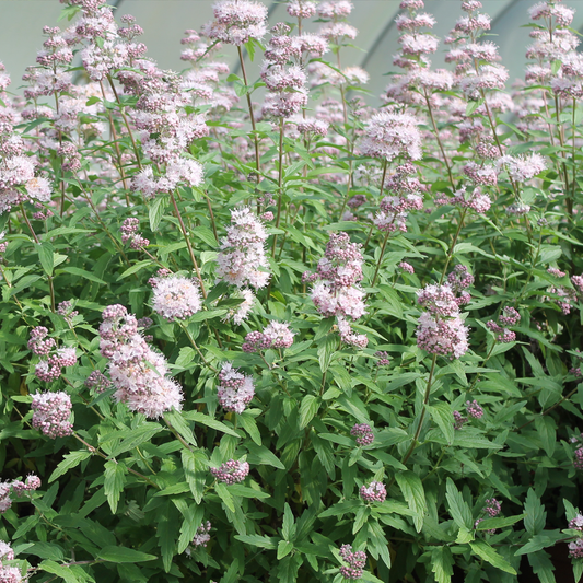 Caryopteris 'Stephi'