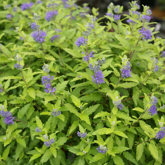 Caryopteris 'Sunshine Blue'