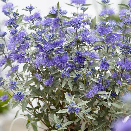 Caryopteris 'Sterling Silver'