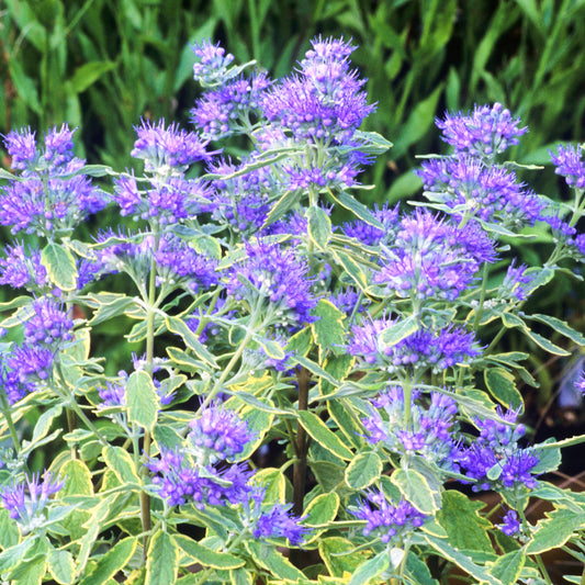 Caryopteris 'Summer Sorbet'