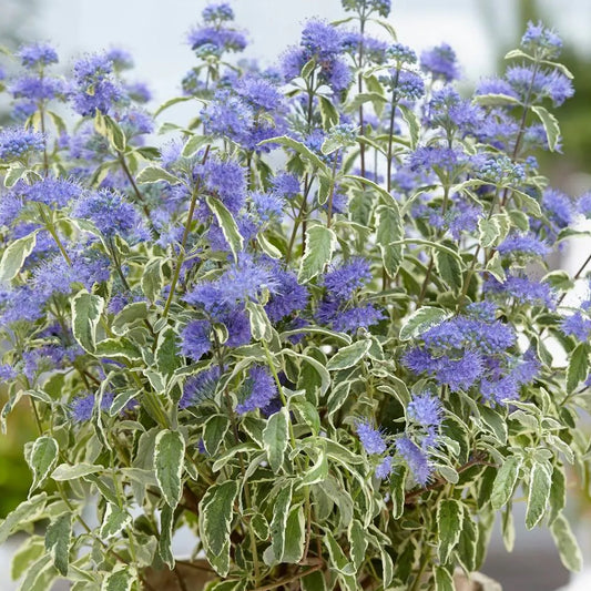 Caryopteris 'White Surprise'