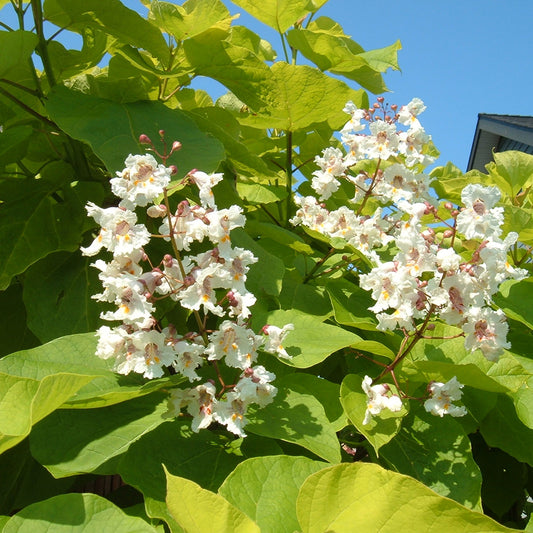 Catalpa 'Aurea'