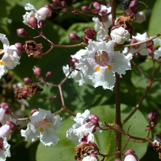 Catalpa 'Purpurea'