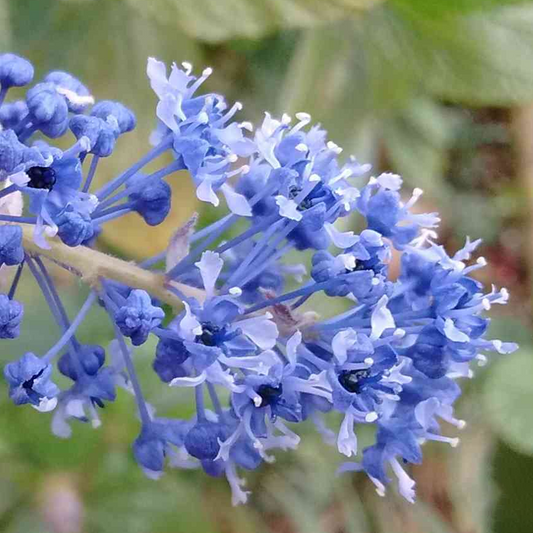 Ceanothus 'Blue Sapphire'