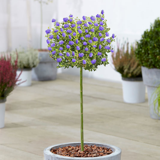 Ceanothus 'Puget Blue' Patio Tree